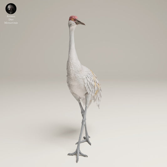 Produktová fotografie zvířecí figurky dioráma, modelářství: 0: Divoká zvířecí figurka: Velký kanadský jeřáb – Greater Sandhill Crane (Ref 25_06_11)