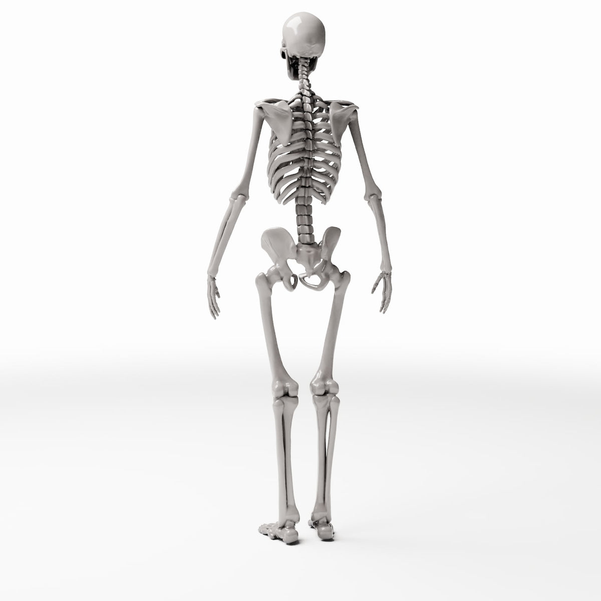 Diorama Modellbau Produktfoto 3: Diorama-Gelände: Anatomisches menschliches Skelett (Ref. 1455D)