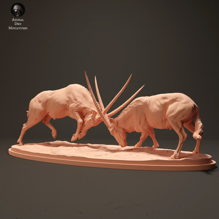 Foto do produto de figura de animal em diorama, modelismo: 0: Gemsbock antílopes lutando: Animais da África