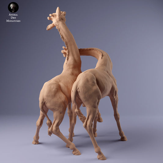 Foto do produto de figura de animal em diorama, modelismo: 0: Dois machos de girafa lutando: Animais da África
