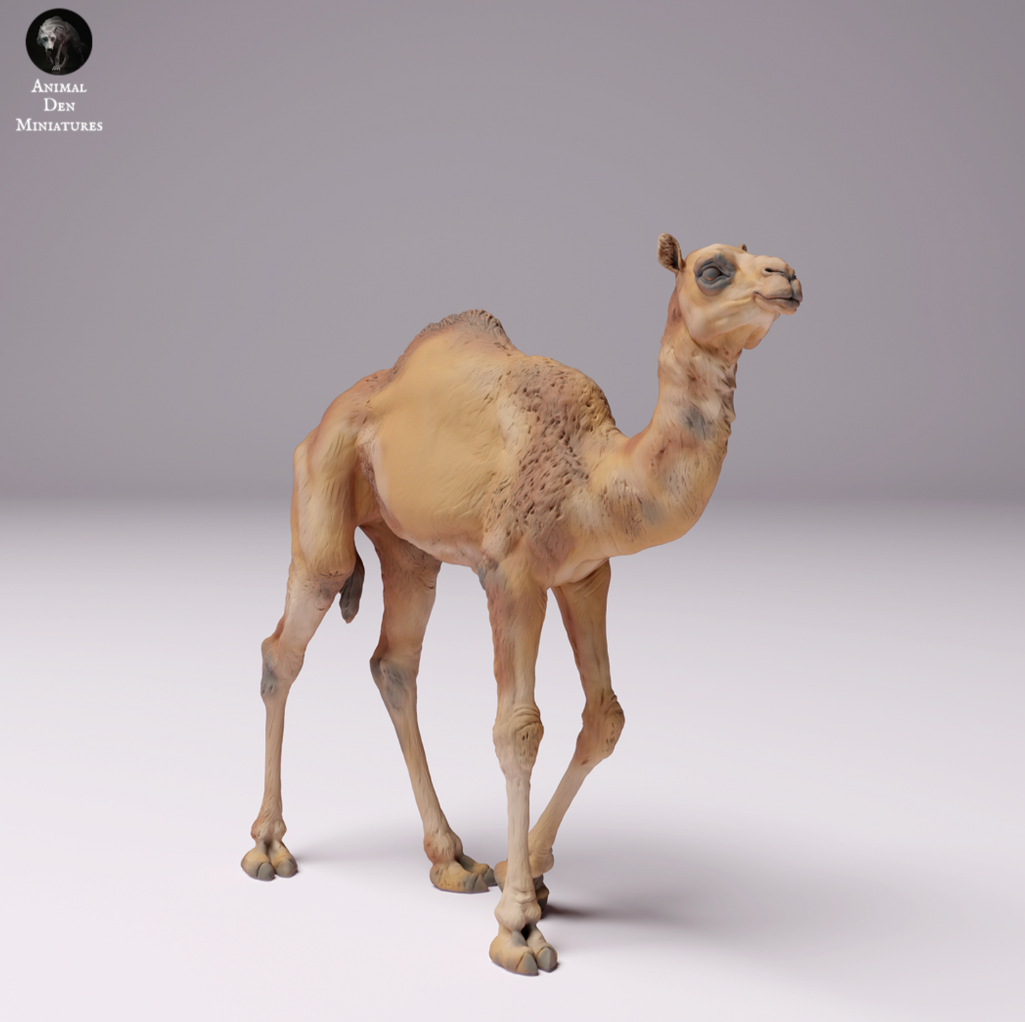 Dromedário / Camelo - Filhote de Camelo do Deserto, Bezerro, Jovem: Animais da África
