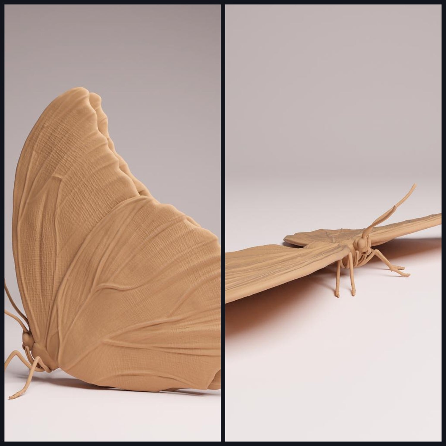 Αυτή η εικόνα είναι η κατηγορία για είδος ζώου: Έντομα