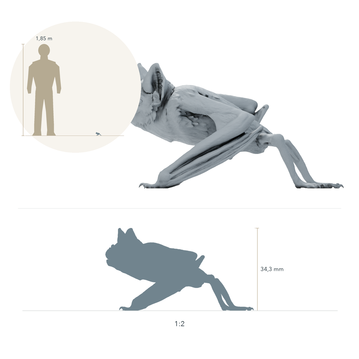 Φωτογραφία προϊόντος, φιγούρα ζώου Animal Den Miniatures 1: Φιγούρα νυχτερίδας: κοινή νυχτερίδα-βαμπίρ - σκυφτή (26_10_04)
