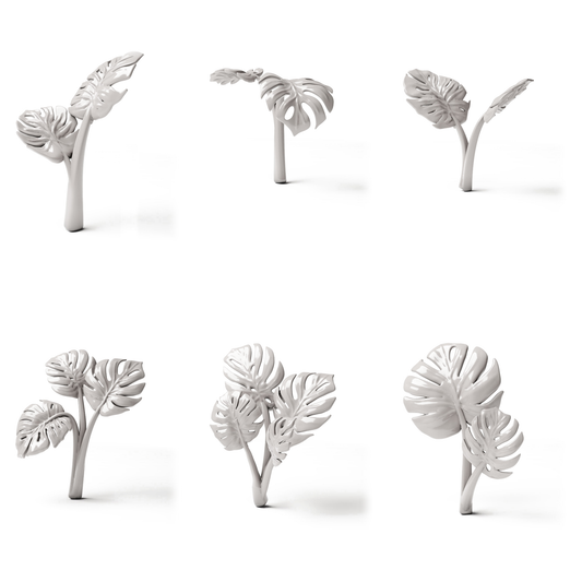 Set 05: 6 Monstera-Miniaturpflanzen auf weißem Hintergrund