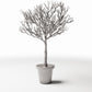 Foto prodotto per diorami e modellismo 2: Piante per diorama: albero ornamentale spoglio in vaso (Ref. 1100D)