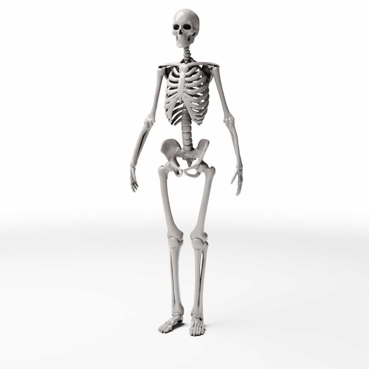 Diorama Modellbau Produktfoto 0: Diorama-Gelände: Anatomisches menschliches Skelett (Ref. 1455D)