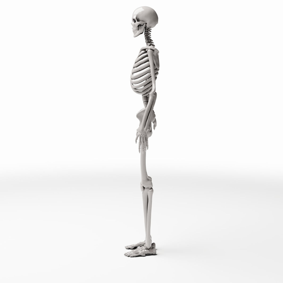 Diorama Modellbau Produktfoto 2: Diorama-Gelände: Anatomisches menschliches Skelett (Ref. 1455D)