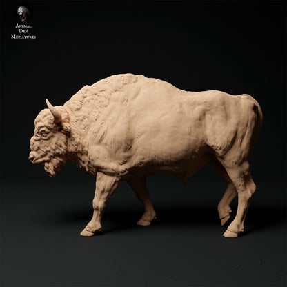 Produktové foto zvířecí figurky dioráma, modelářství: 0: Bison samec kráčející: Zvířata z Evropy