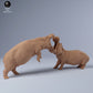 Produktfoto Tier Figur Diorama, Modellbau: 0: Hippo/ Flusspferd Männchen kämpfend: Tiere aus Afrika