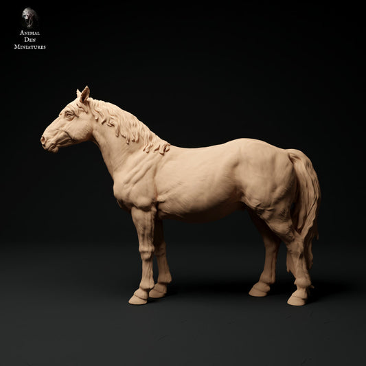 Produktfoto Tier Figur Diorama, Modellbau: 0: Konik/ Kleines Wildpferd: Tiere aus Europa