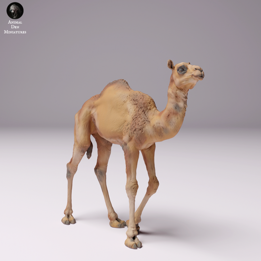 Dromedary / Camel - Desert Camel Cub, Calf, Young Animal: Animals from Africa