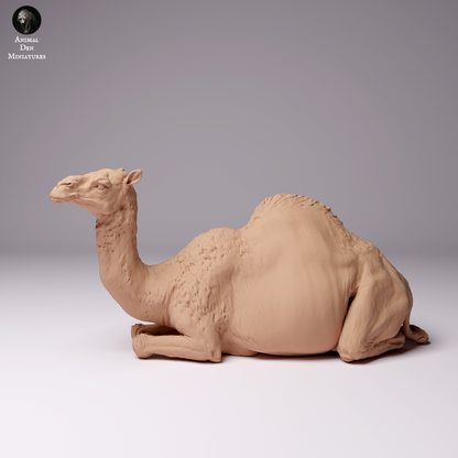 Produktová fotografie zvířecí figurky dioráma, modelářství: 0: Dromedár / Velbloud - samice pouštního velblouda ležící: Zvířata z Afriky