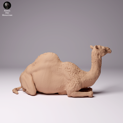 Produktová fotografie zvířecí figurky dioráma, modelářství: 0: Dromedár / Velbloud - samice pouštního velblouda ležící: Zvířata z Afriky