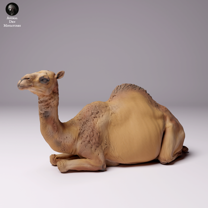 Produktová fotografie zvířecí figurky dioráma, modelářství: 0: Dromedár / Velbloud - samice pouštního velblouda ležící: Zvířata z Afriky