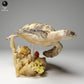 Produktfoto Tierfigur Animal Den Miniatures 2: Meerestier Tierfigur: Echte Karettschildkröte - schwimmend (24_05_03)
