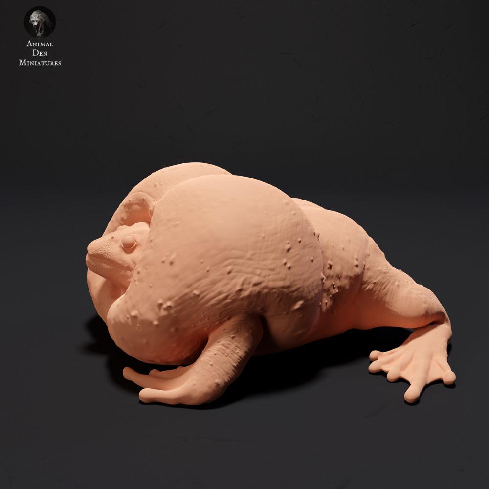 Produktfoto 1: Amphibien Tierfigur: Mexikanische Grabkröte - quakend (23_09_04)